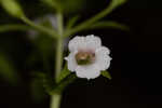 Florida hedgehyssop